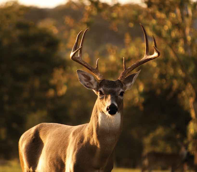 Hunting in Caswell County